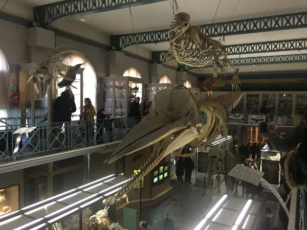 Ce samedi, le Musée d'Histoire Naturelle de Lille fête ses 200 ans à base de surprises et DJ set