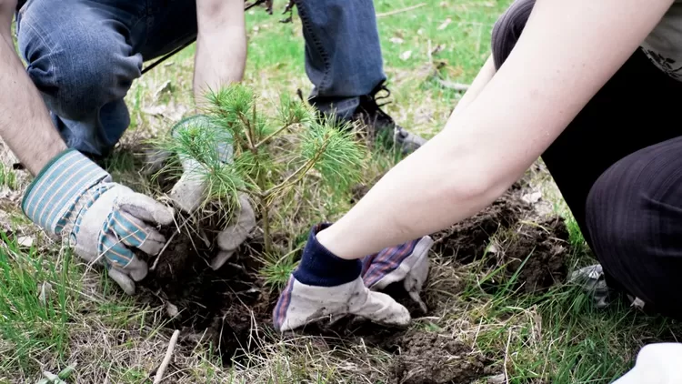 Récupérable, le site roubaisien de seconde main qui plante un arbre toutes les cent annonces
