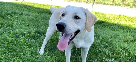 L'asso des chiens guides d'aveugles de Roncq cherche des familles d'accueil pour leurs chiots