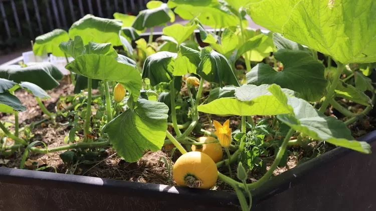 Les Incroyables Comestibles, le mouvement qui fait pousser les potagers partagés