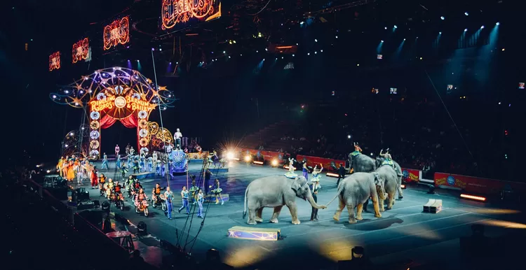 Les élus lillois ont voté pour l'interdiction des animaux sauvages dans les cirques