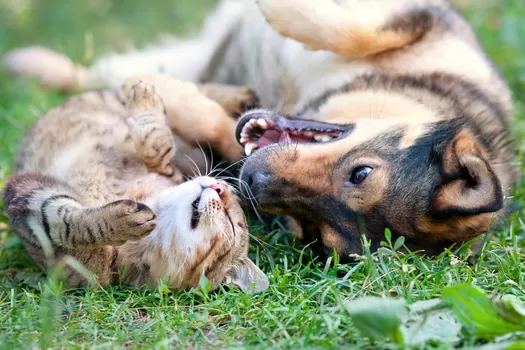 Adopter un animal : les règles d'or de la LPA-NF avant de se lancer