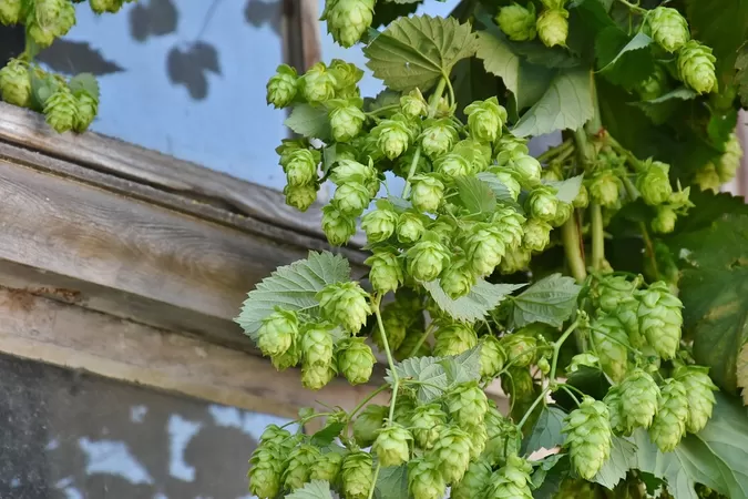 La mairie de Lille invite les habitants du centre à faire pousser du houblon chez eux