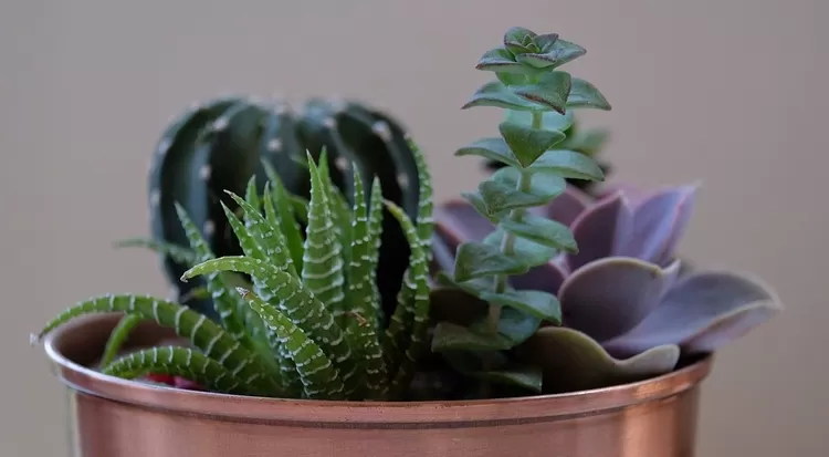 Deux ventes de plantes à petits prix vont germer à Lille ces prochaines semaines