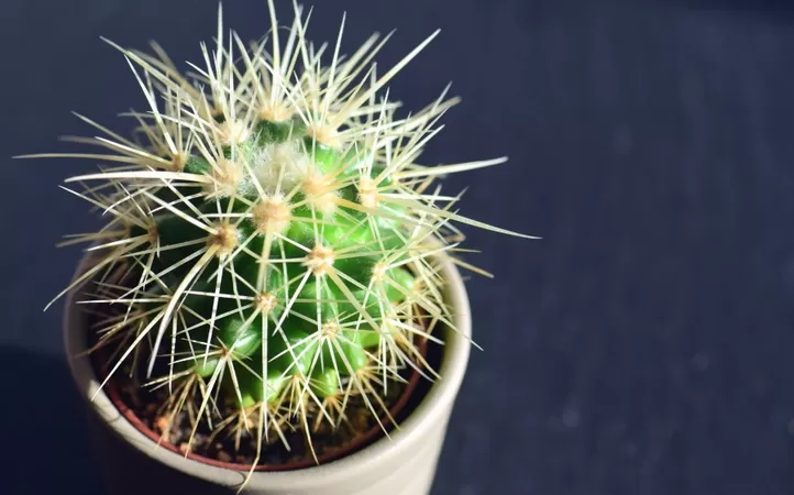 Une grande vente de plantes à petits prix repousse en décembre à Lille