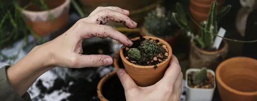 À Lille, cette semaine est dédiée à l'environnement