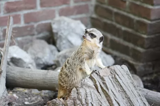 Le zoo de Lille passe en mode nocturne le 25 août pour un ciné en plein air