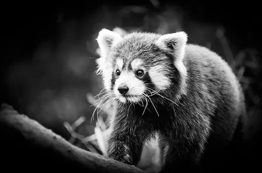 Zuu-An, le femelle panda roux du Zoo de Lille est morte