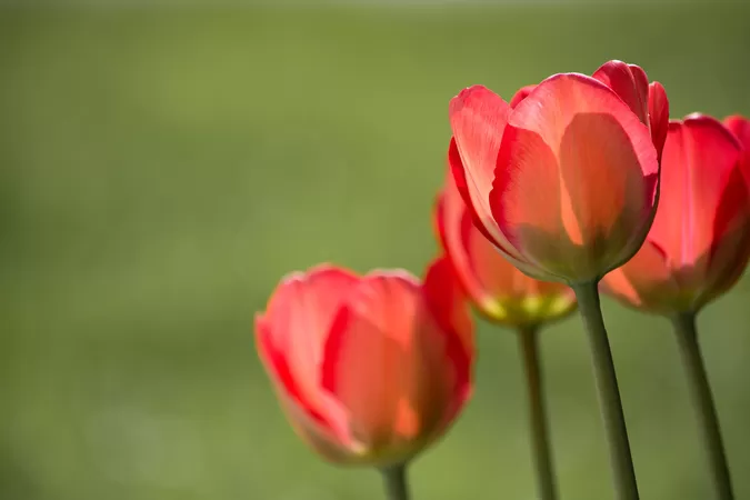 Le Palais Rameau se met au vert tout le week-end avec une grande vente de plantes