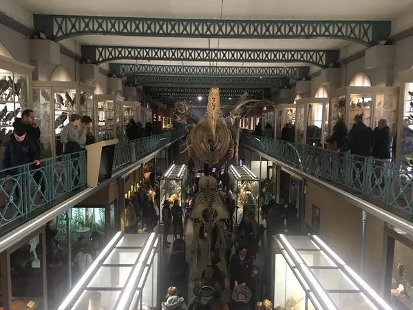 Le musée d'histoire naturelle se refait une beauté à partir de lundi