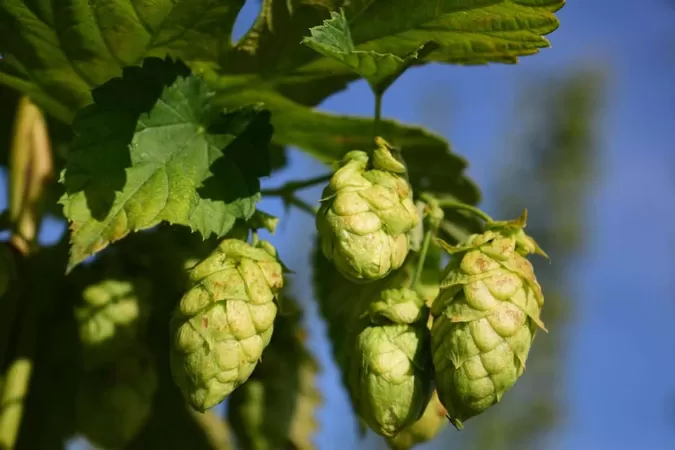 La première fête du Houblon, ça se brasse le 9 septembre prochain chez Moulins d'Ascq