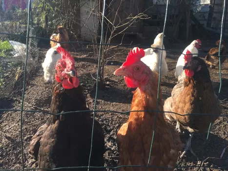 La ferme du Trichon, une pépinière de projets sociaux et écologiques