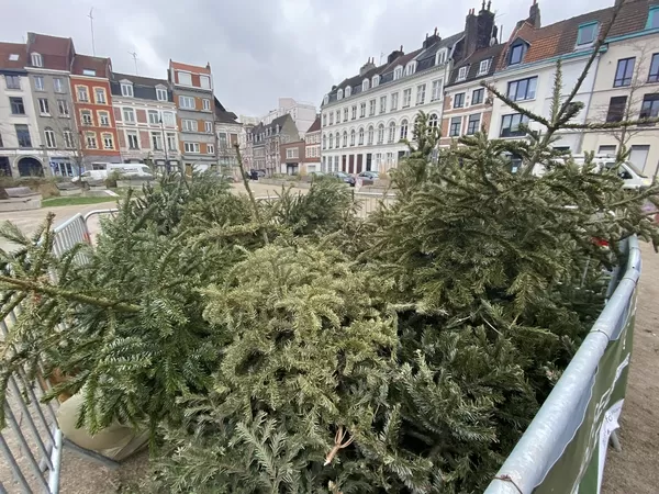 La ville récolte vos sapins de Noël pour en faire des copeaux de bois