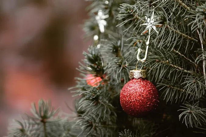 Venez déposer votre sapin de Noël dans un point de collecte à Lille, il aura une deuxième vie