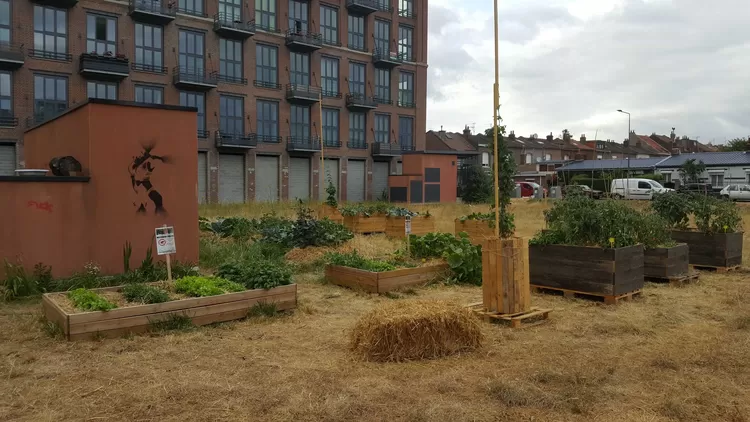 Le jardin de la Filature, à Hellemmes, le gros potager qui met tout le monde d'accord