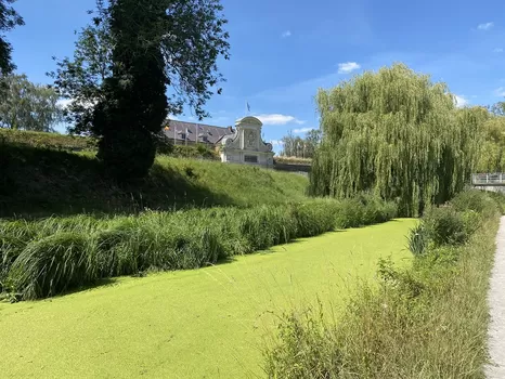 Les lentilles vertes sont revenues polluer les douves de la Citadelle