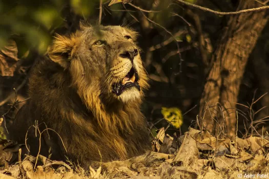 Raman, le lion asiatique qui débarque au zoo de Maubeuge