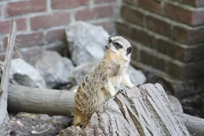 Le zoo de Lille rouvrira ses portes à la mi-juin