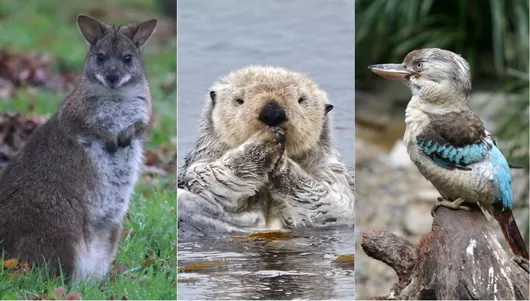 Nos quatre nouveautés à ne pas louper au zoo de Lille