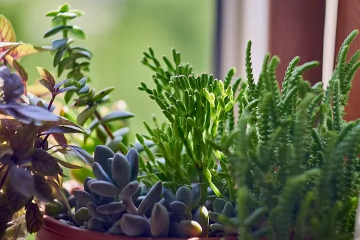 Ce samedi, la ville organise un petit marché aux plantes au Jardin des Plantes