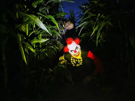 A côté de Lille, le labyrinthe géant dans un champ de maïs a rouvert pour l'été