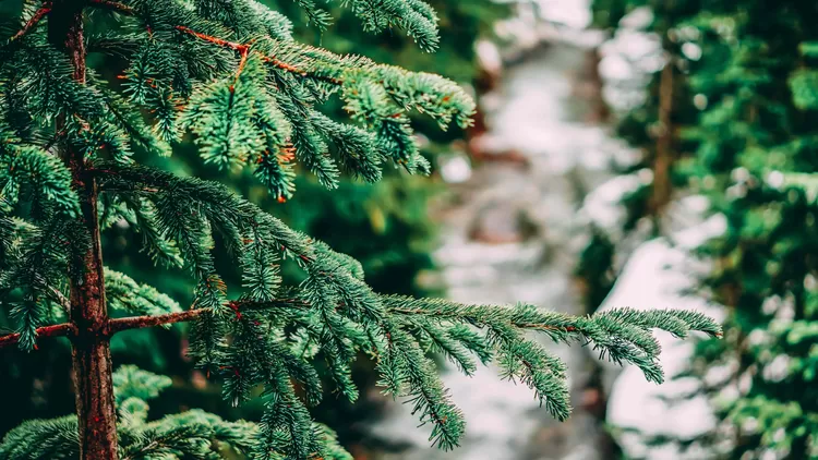 Fermé temporairement, Famiflora Mouscron offre 3000 sapins ce week-end