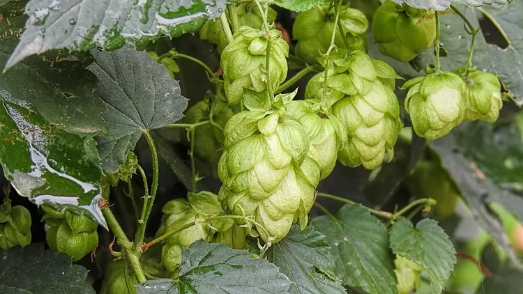 Ce dimanche, Moulins d'Ascq fête le houblon (et la bière)