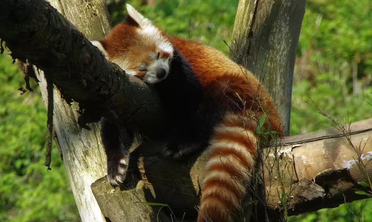 Le zoo de Lille rouvre ce week-end