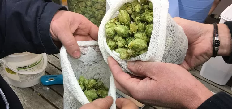 Le houblon peut maintenant être cultivé par les habitants de Bois-Blancs