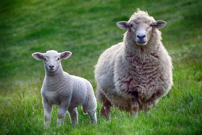 A la Citadelle, moutons et chèvres ont remplacé les tondeuses