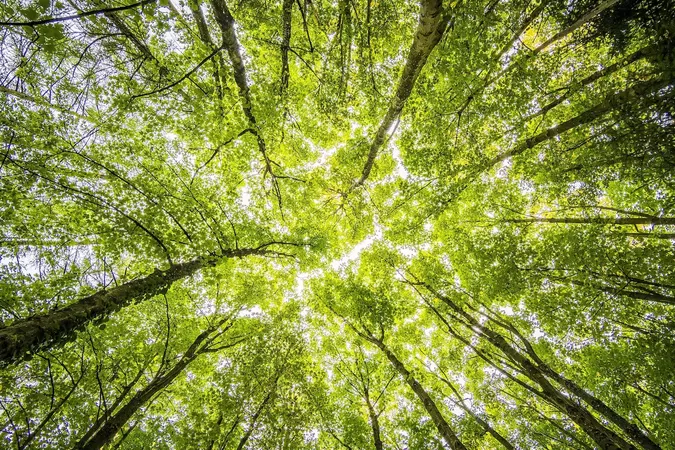 L'opération "100 000 arbres pour demain" lancée dans la région