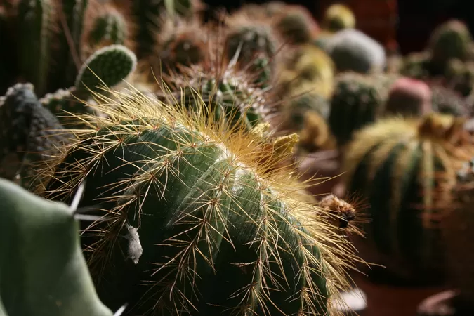 Une vente de plantes à petits prix germe à République dès vendredi