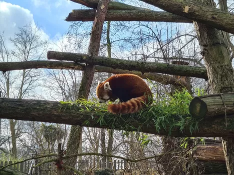 Le zoo de Lille rouvre ce samedi 24 février