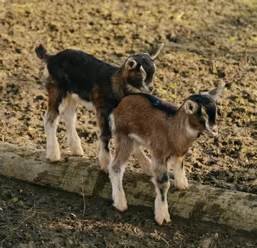 À Lille et autour, 200 bébés chèvres sont à adopter pour être sauvés de l'abattoir 