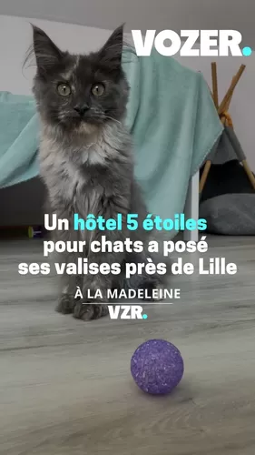 Un hôtel 5 étoiles pour chats a posé ses valises près de Lille
