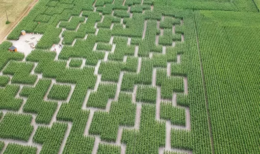 Près de Lille, testez votre sens de l'orientation et votre courage dans des labyrinthes de maïs