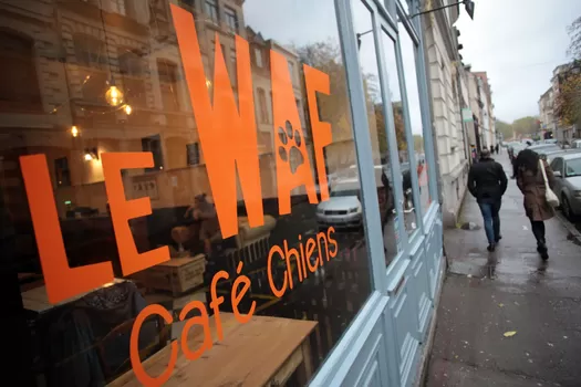 Face à des difficultés financières, Le Waf appelle à la solidarité des Lillois