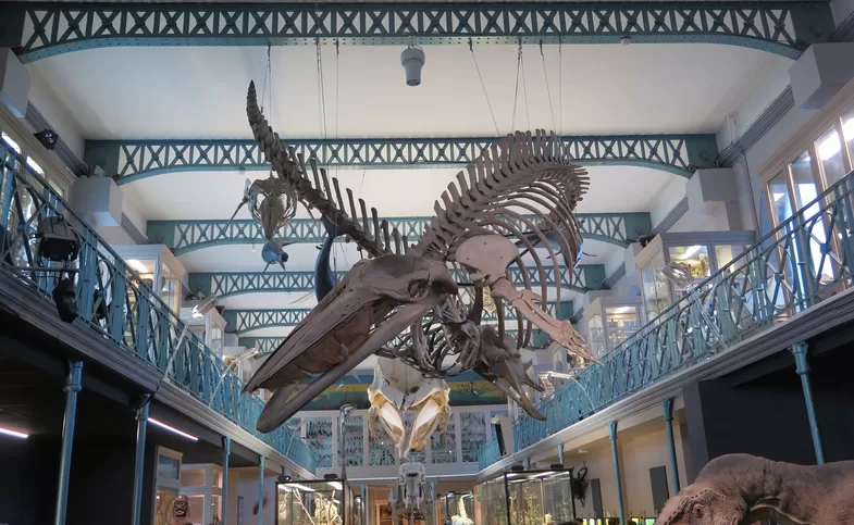 Le Musée d'Histoire Naturelle de Lille ne rouvrira finalement pas avant 2028