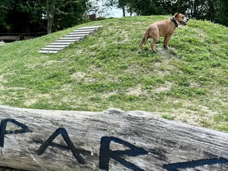 À la Citadelle de Lille, un caniparc a fait son apparition