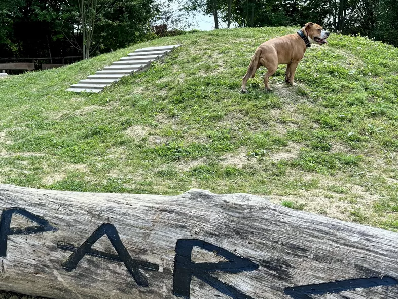 À la Citadelle de Lille, un caniparc a fait son apparition